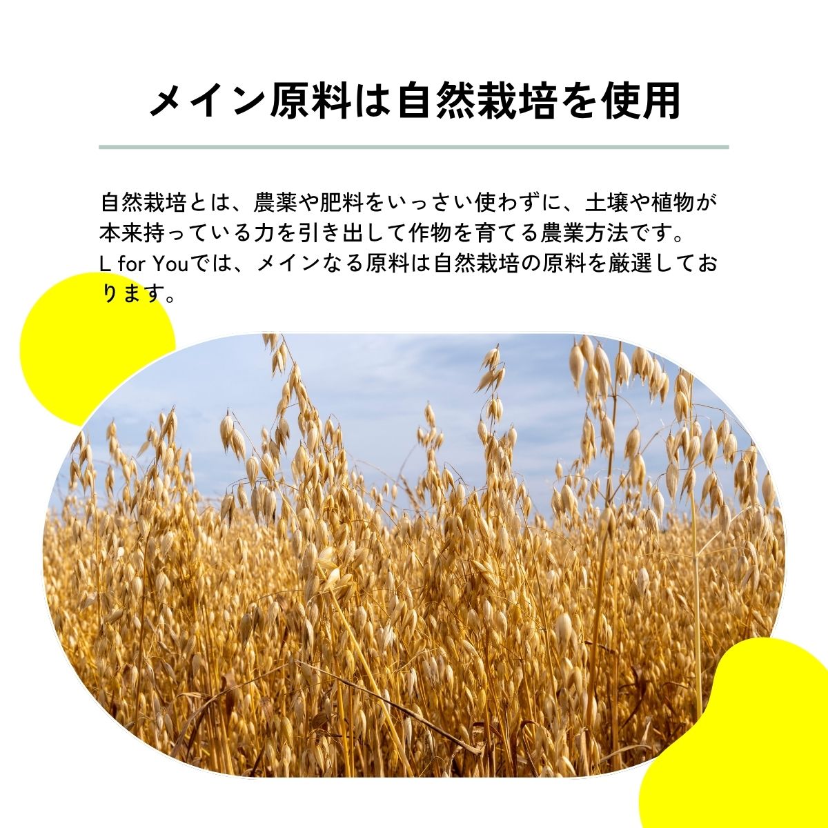 グルテンフリークッキー＜6枚セット＞